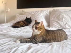 Ersel and Kübra's cats in their Lisbon flat